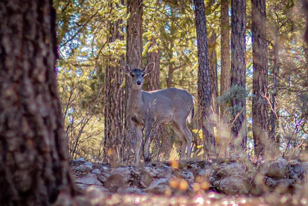 Forest Cabin 1 Hunters Blind Payson Exterior foto